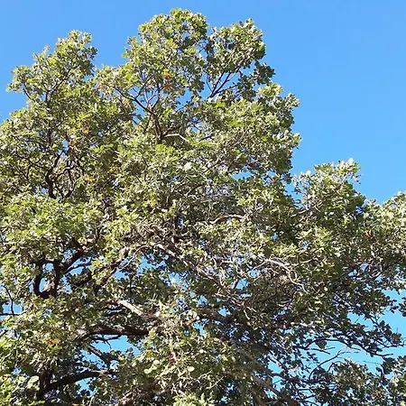 Le Due Querce